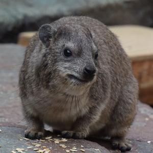 ハイラックスの毛皮敷物 （忘れないでね、ハイラックスのこと